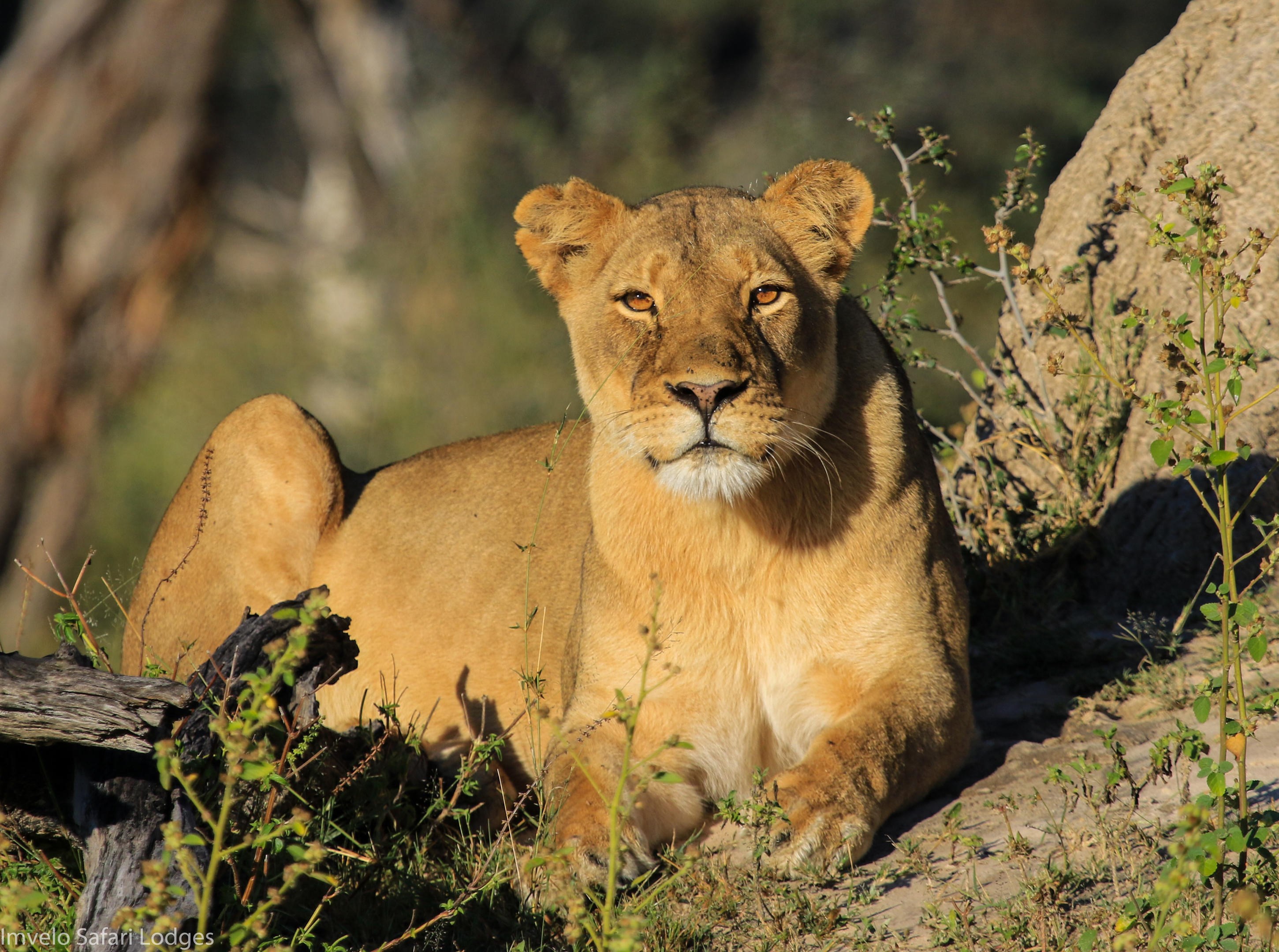 Female lioness Nomvelo.jpg